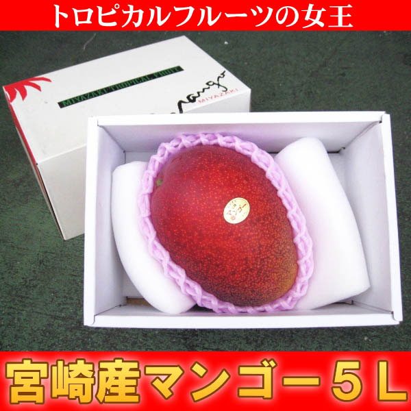 宮崎産 完熟 アップルマンゴー 宮崎マンゴー 5L 1玉 特大 化粧箱入 贈答に