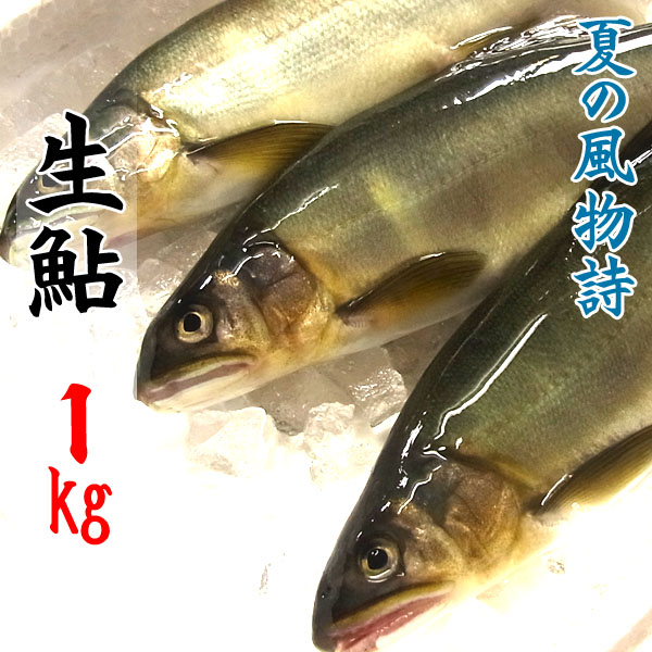 国産 生鮎 (あゆ) 1kg (9〜15尾入り) 主に岐阜県・愛知県産