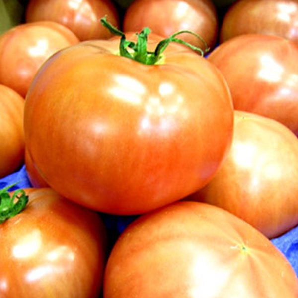 国産 トマト 1箱4kg